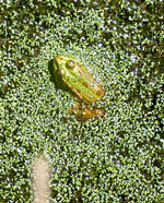 Frosch in einem Bassin im Naturschutzpark Sete Fontes (Foto: Eichner-Ramm)