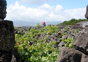 Jahrhundertealter Weinanbau auf Pico: kilometerlange Lavamauern schützen die Reben – hier ein Feld bei Monte (Foto: Eichner-Ramm)