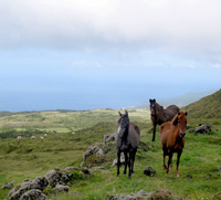 Pferde grasen hoch über dem Meer (Foto: Eichner-Ramm)