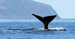 Mehr als 20 Spezies von Meeressäugern tummeln sich alljährlich im Frühjahr und Sommer in den Gewässern der Azoren. Pico ist eine gute Basis für Whale-Watching-Touren. (Foto: ATA / Associação de Turismo dos Açores)