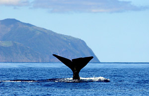 Faszinierend: Walflosse (Foto: ATA / Associação de Turismo dos Açores)