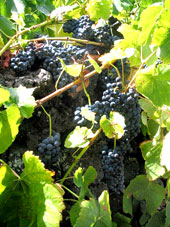 Hier wächst der Pico-Wein (Foto: Eichner-Ramm)