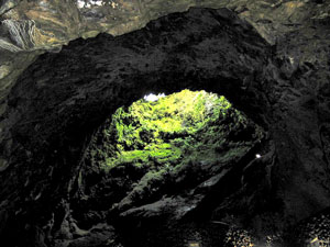 Der üppige Pflanzenbewuchs am Eingang der Algar do Carvão reicht soweit wie das Sonnenlicht in die Höhle fällt – 64 Meter tief (Foto: Eichner-Ramm)