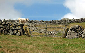Steinmauern und Holzgatter: Rinderweide in der Serra do Cume (Foto: Eichner-Ramm)