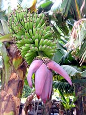 Bananen zählen zu den am häufigsten angebauten Produkten im Valle Gran Rey
