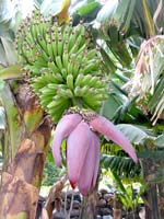 Nutzpflanze: Banane