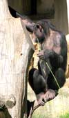 Verschiedene Affenarten haben auf dem Gorillaberg ihr neues Zuhause