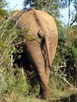 Hinterteil eines Elefanten im Addo Elephant Nationalpark (Foto: Eichner-Ramm)
