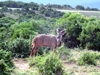 Kudu im Addo Elephant Nationalpark (Foto: Eichner-Ramm)
