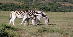 Zebras im Addo Elephant Nationalpark (Foto: Eichner-Ramm)
