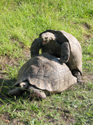 Schildkröten im Museumspark von Mosselbay (Foto: Eichner-Ramm)