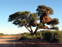 Baum mit Nestern von Webervögeln (Foto: Eichner-Ramm)
