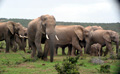 Begegnungen im Addo Elephant Nationalpark