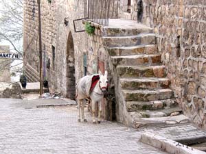 Esel in einer Altstadtgasse von Mardin
