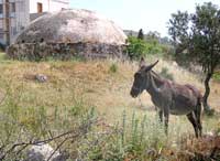 Im Hinterland: Esel vor alter Wasserzisterne