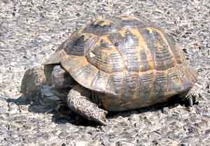 Auf Nebenstrecken können schon mal Schildkröten den Weg kreuzen